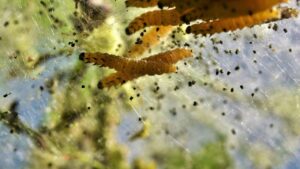 Vers de mites au plafond