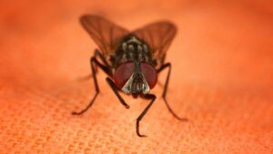 Infestation de mouches dans la maison