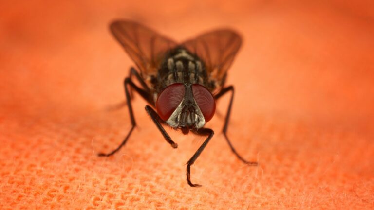 Infestation de mouches dans la maison